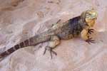 Cuban Iguanas