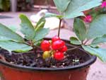 growing ginseng